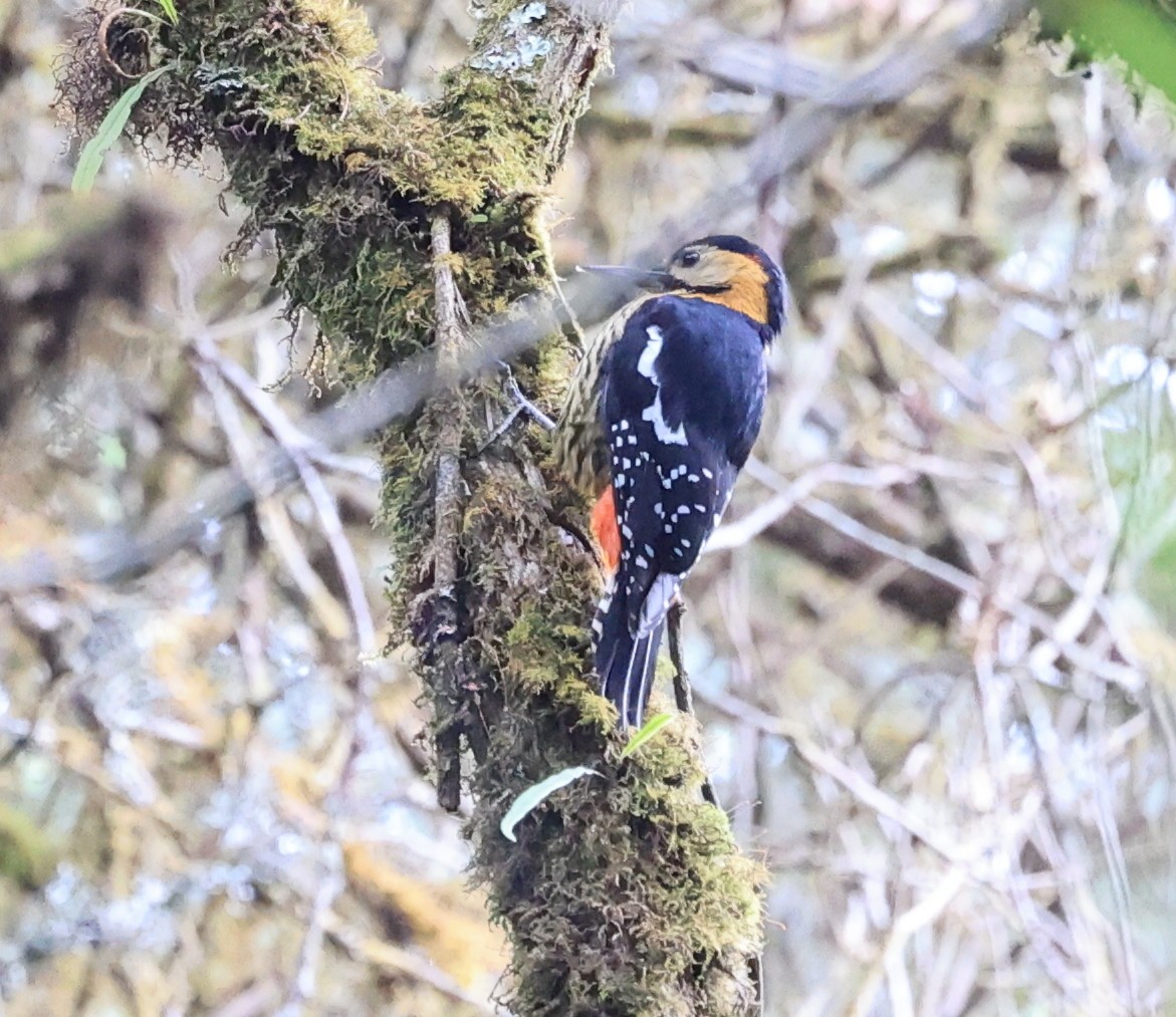 Darjeeling Woodpecker - Vijaya Lakshmi