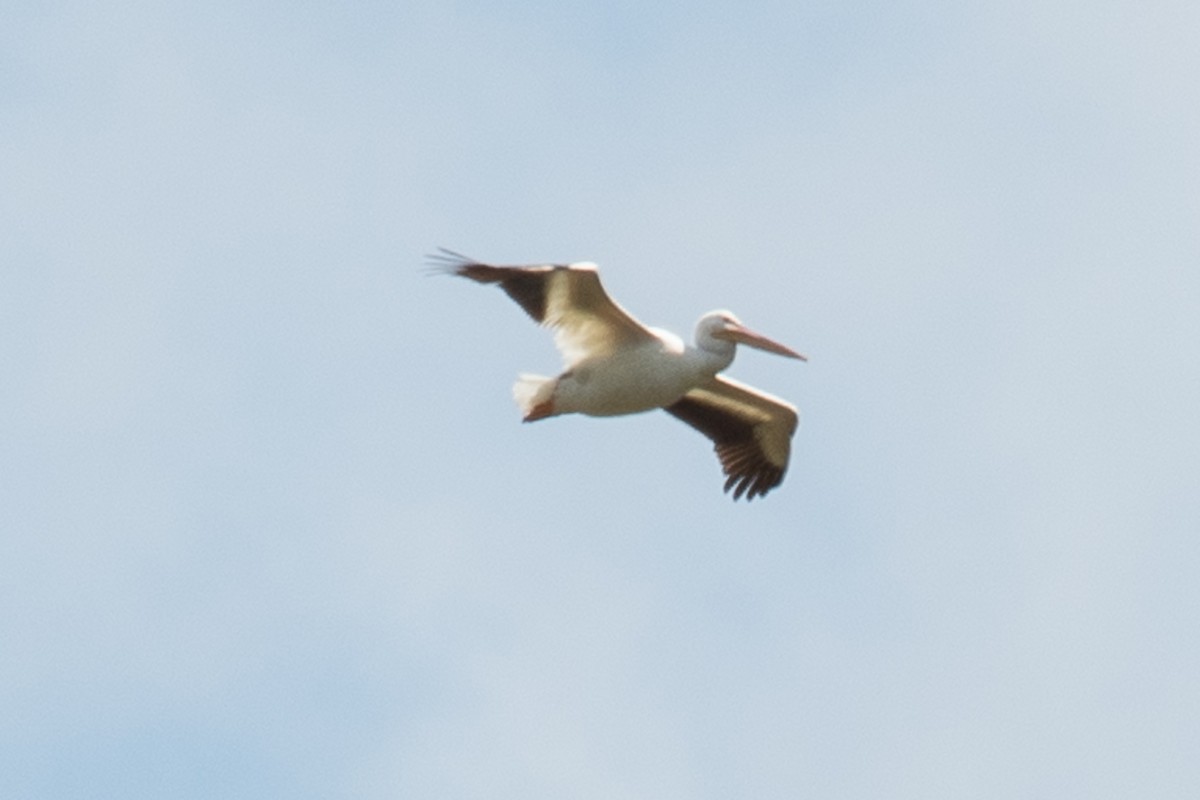 American White Pelican - ML619391751