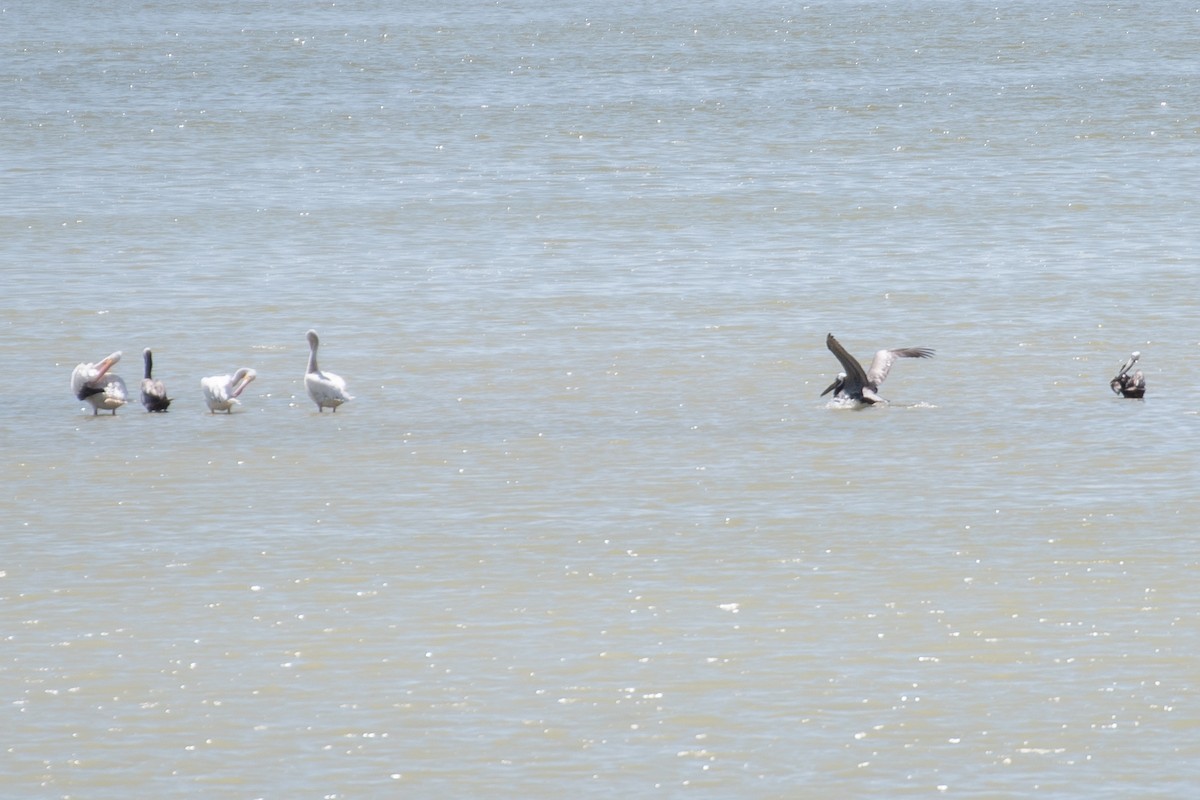 American White Pelican - ML619391752