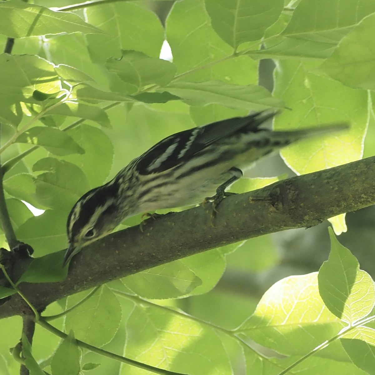 Black-and-white Warbler - Roe Monrotus