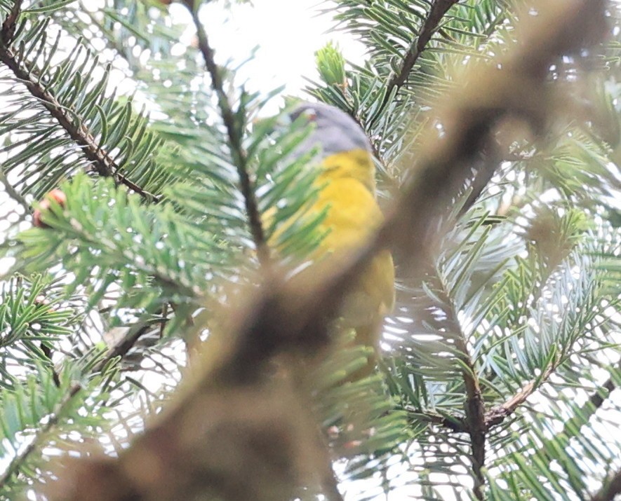 Collared Grosbeak - ML619391757