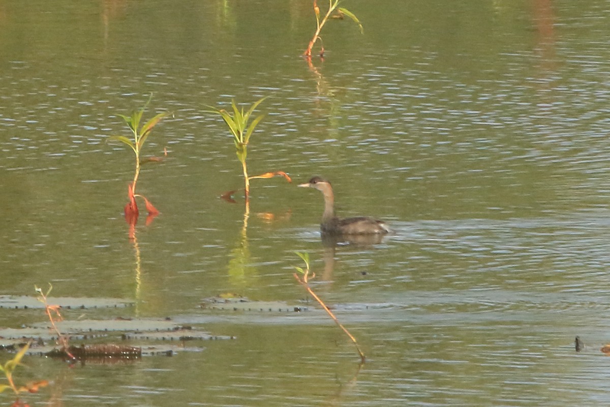 Madagascar Grebe - Fabio Olmos