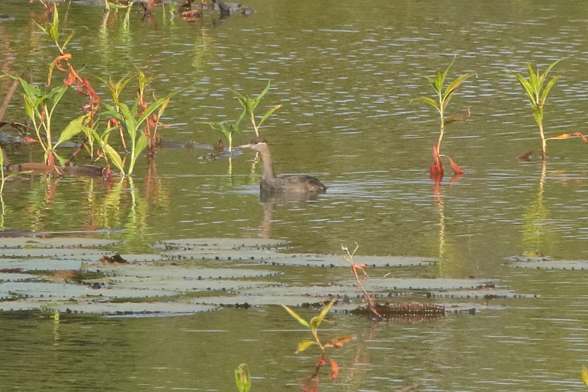 Madagascar Grebe - ML619391759