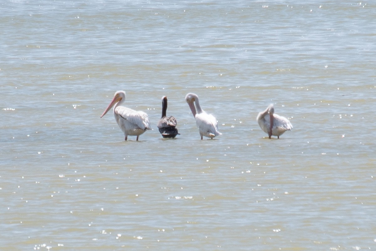 American White Pelican - Rie & Matt