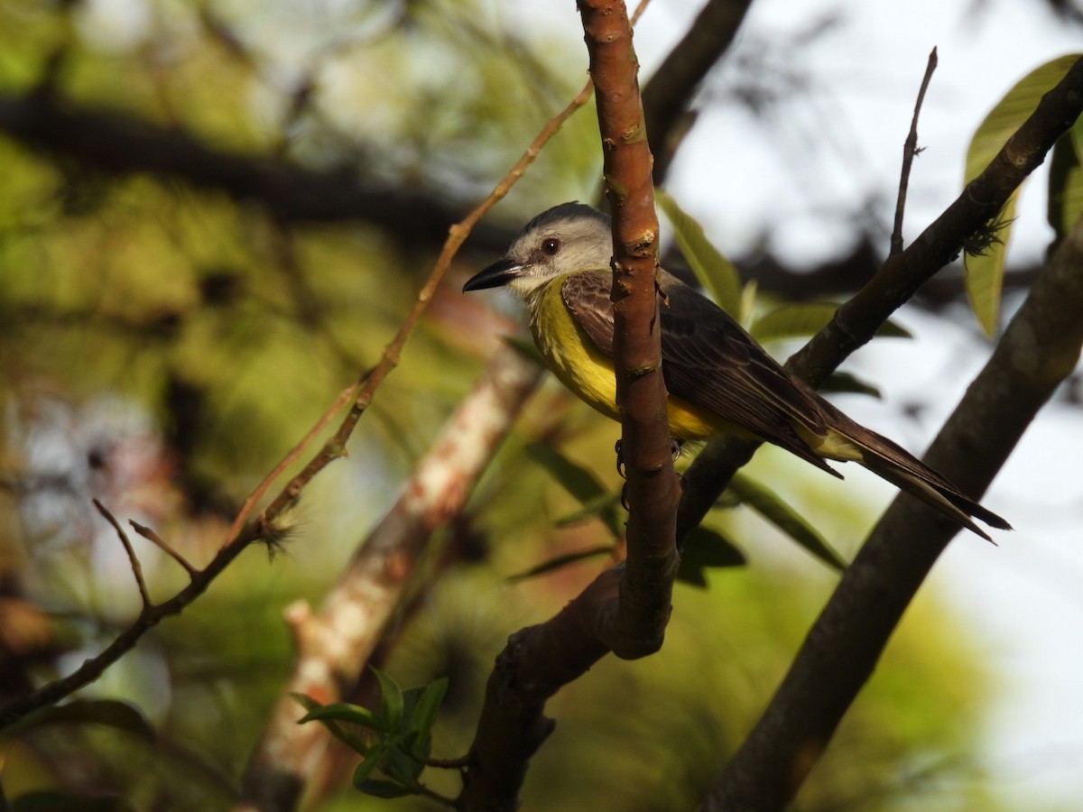 Tropical Kingbird - ML619391768