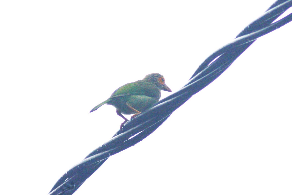 Brown-headed Barbet - Savin Perera