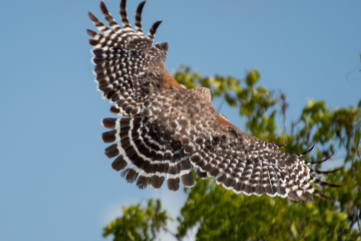 Red-shouldered Hawk - ML619391777