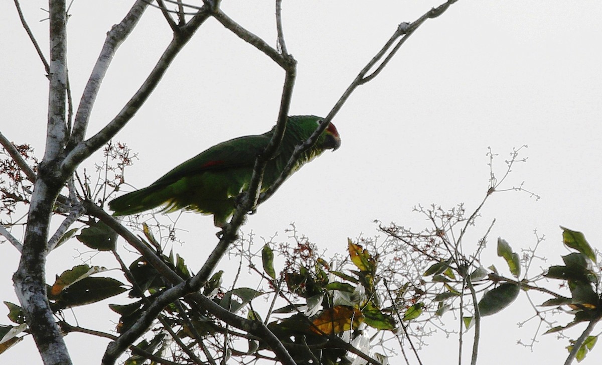 Red-fronted Parrotlet - Richard Greenhalgh