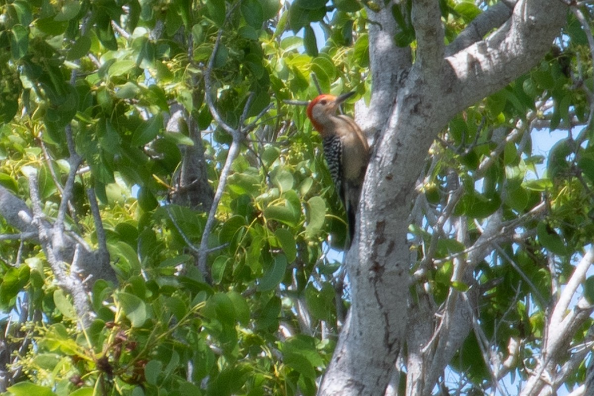 Red-bellied Woodpecker - ML619391783