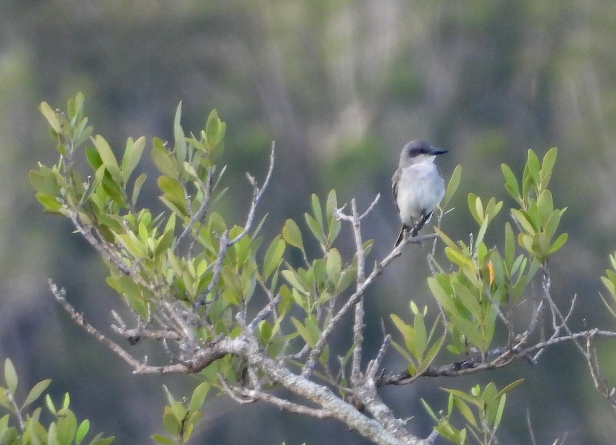 Gray Kingbird - Christine Rowland