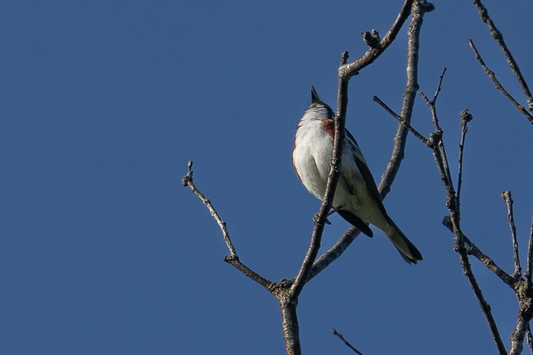 Chestnut-sided Warbler - ML619391785