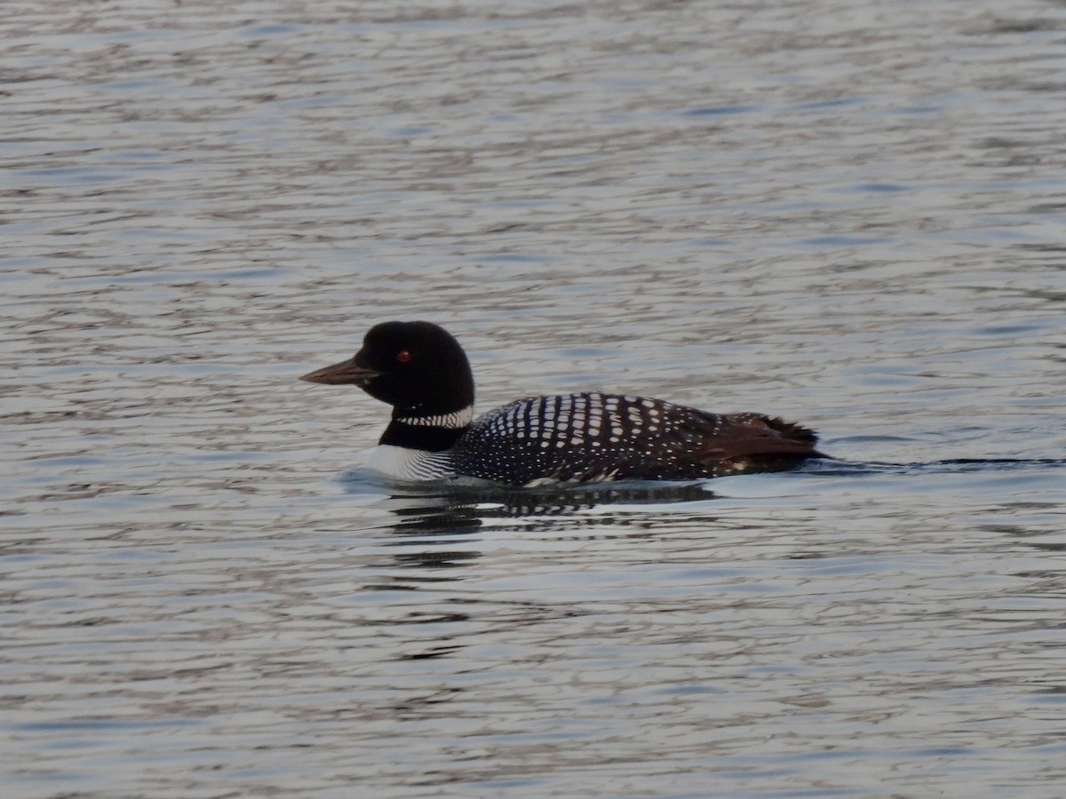 Plongeon huard - ML619391787