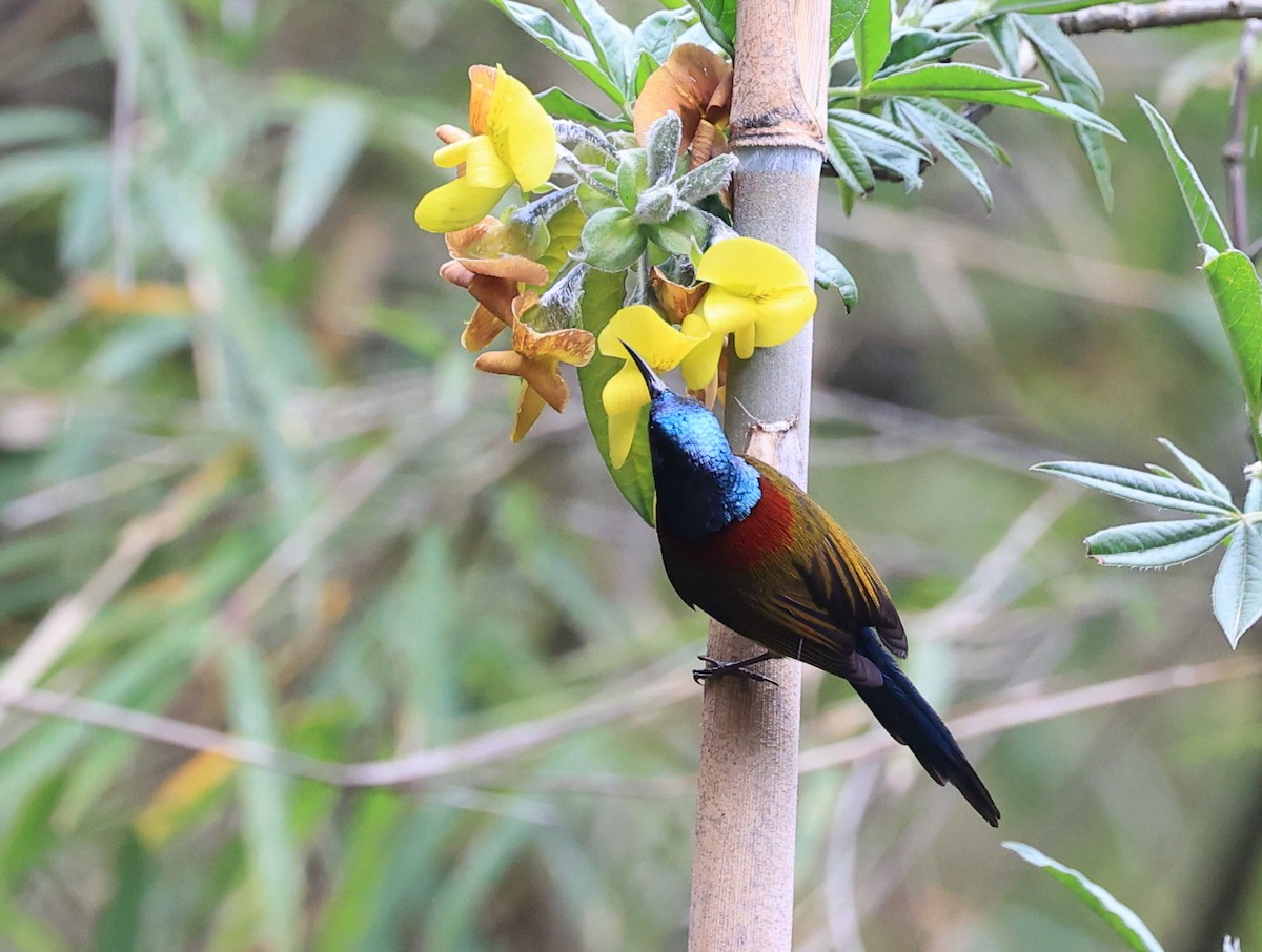 Green-tailed Sunbird - Vijaya Lakshmi