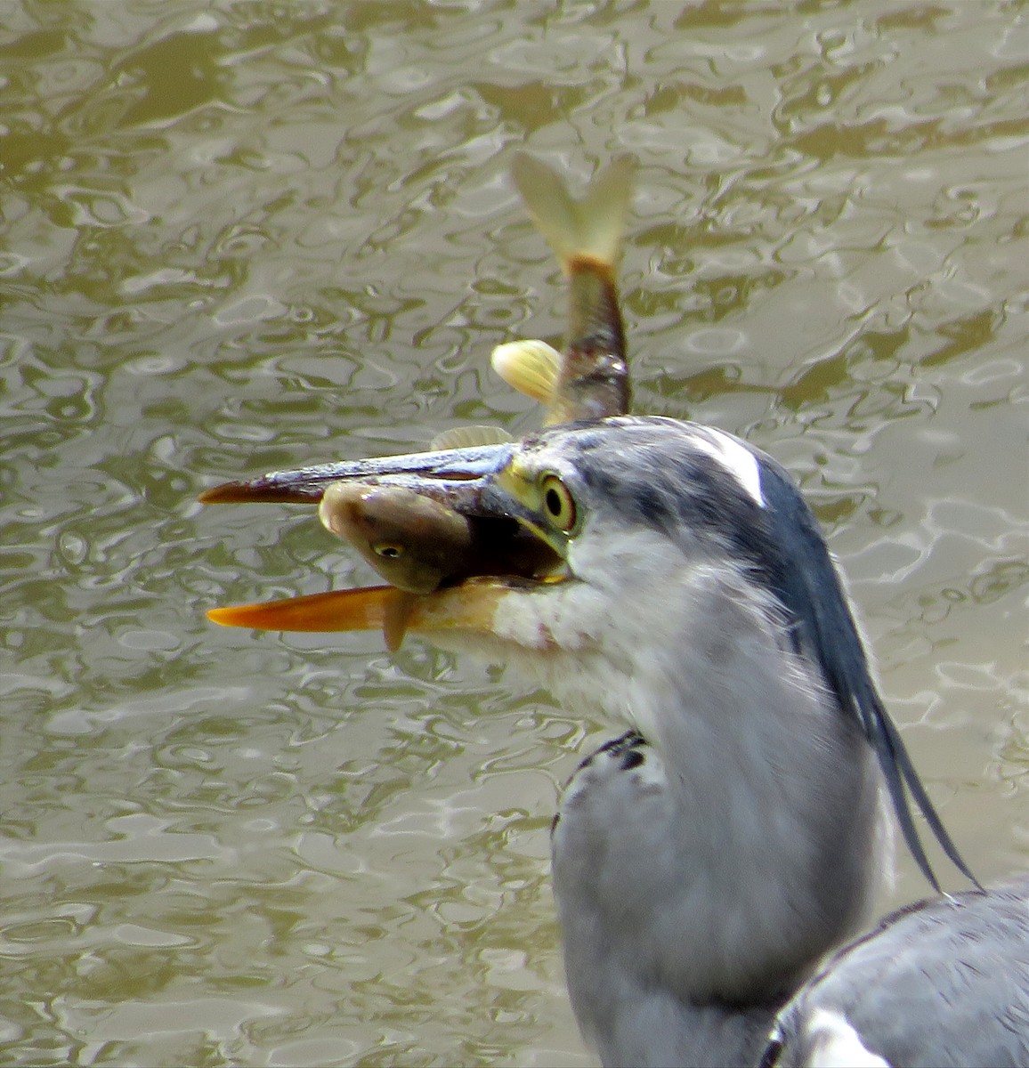 Gray Heron - Eduardo Blanco Vega