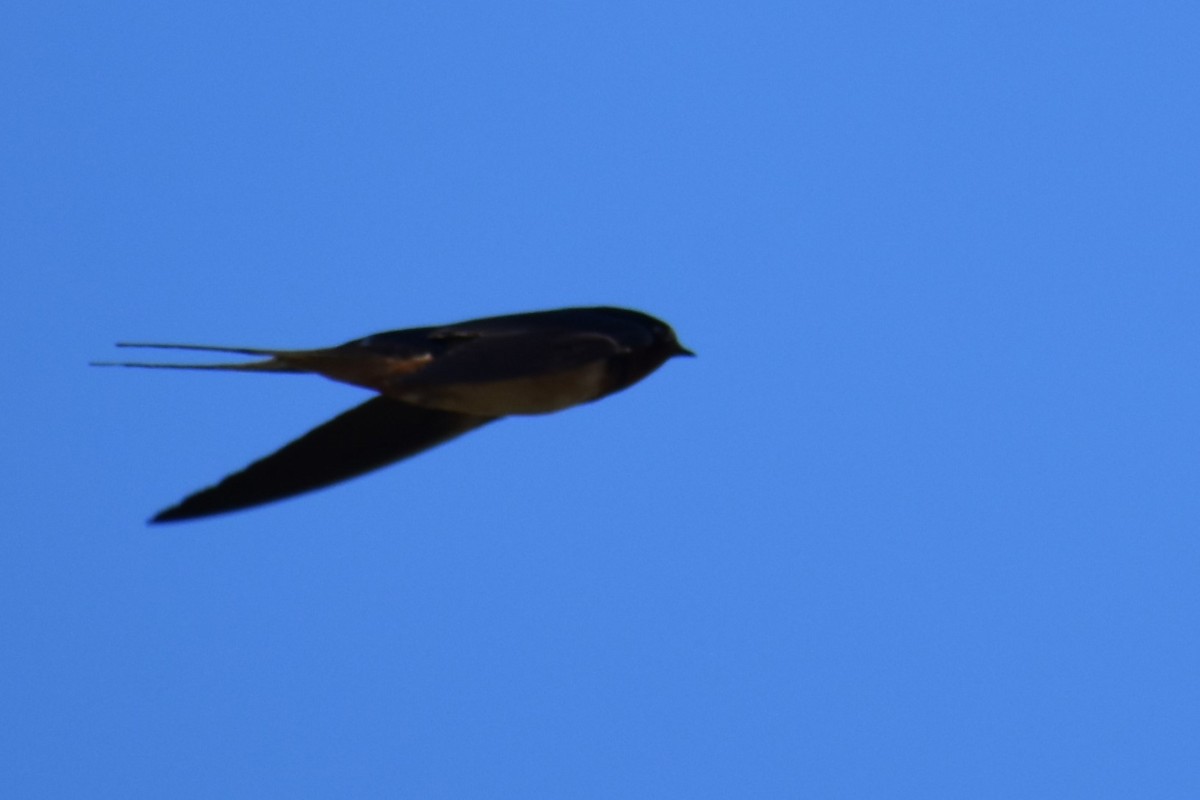 Barn Swallow - Jason Leduc