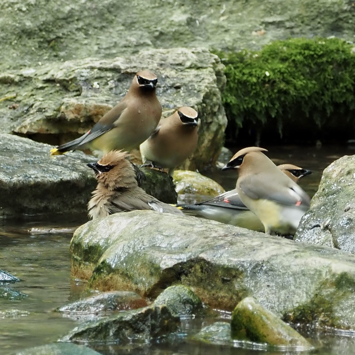 Cedar Waxwing - Roe Monrotus