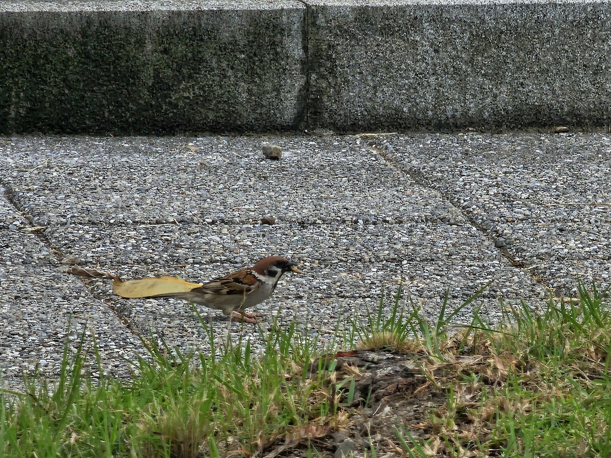 Eurasian Tree Sparrow - jason wu