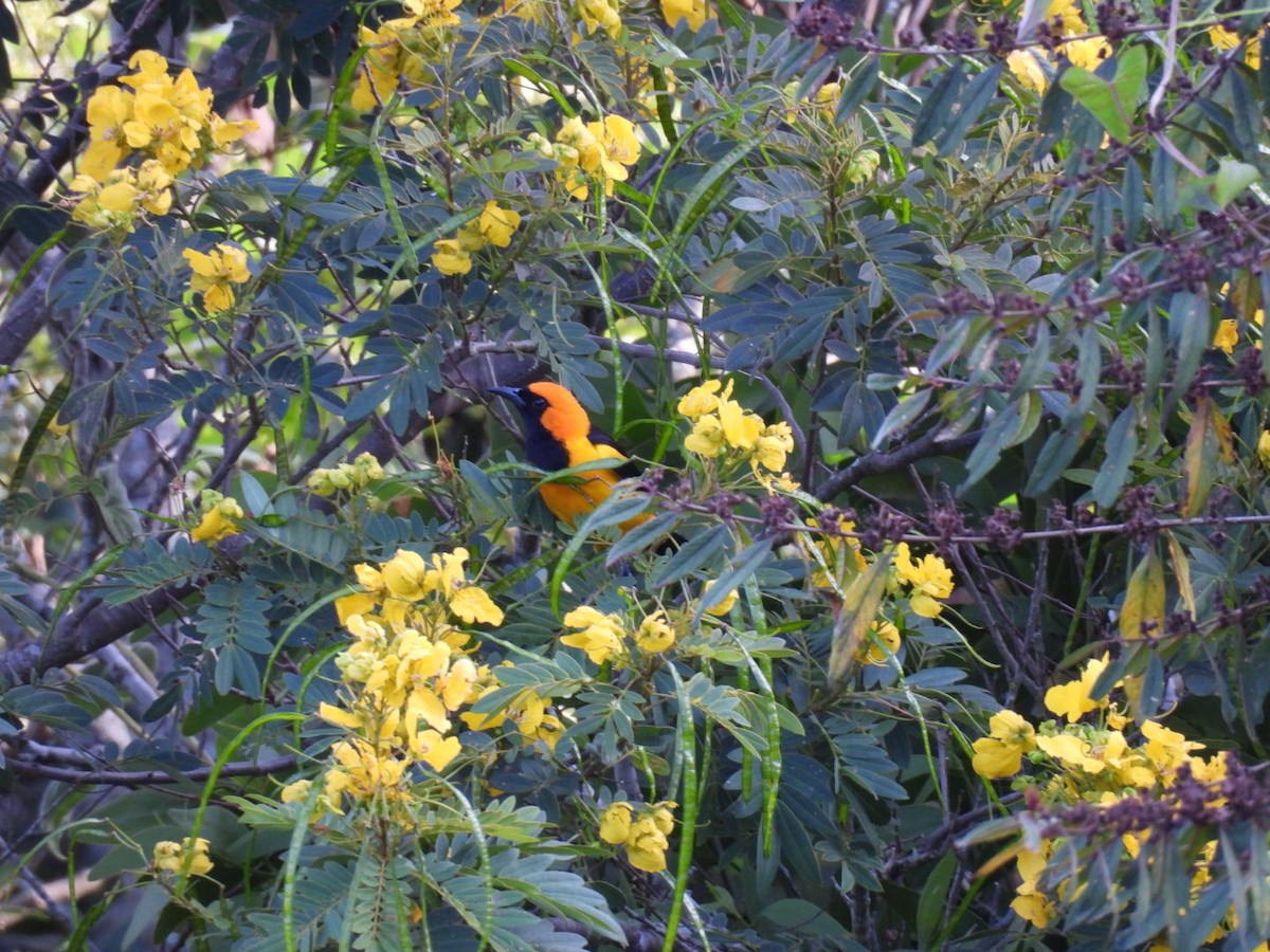 Orange-crowned Oriole - ML619391839