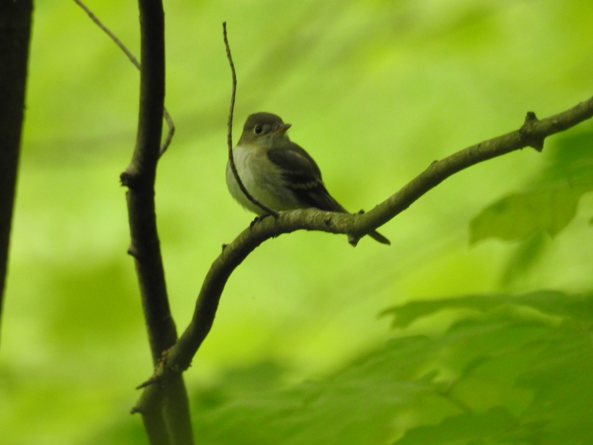 Acadian Flycatcher - ML619391849