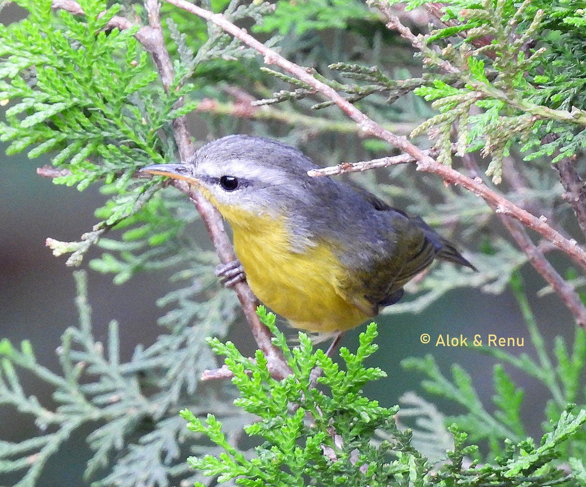 Gray-hooded Warbler - ML619391850