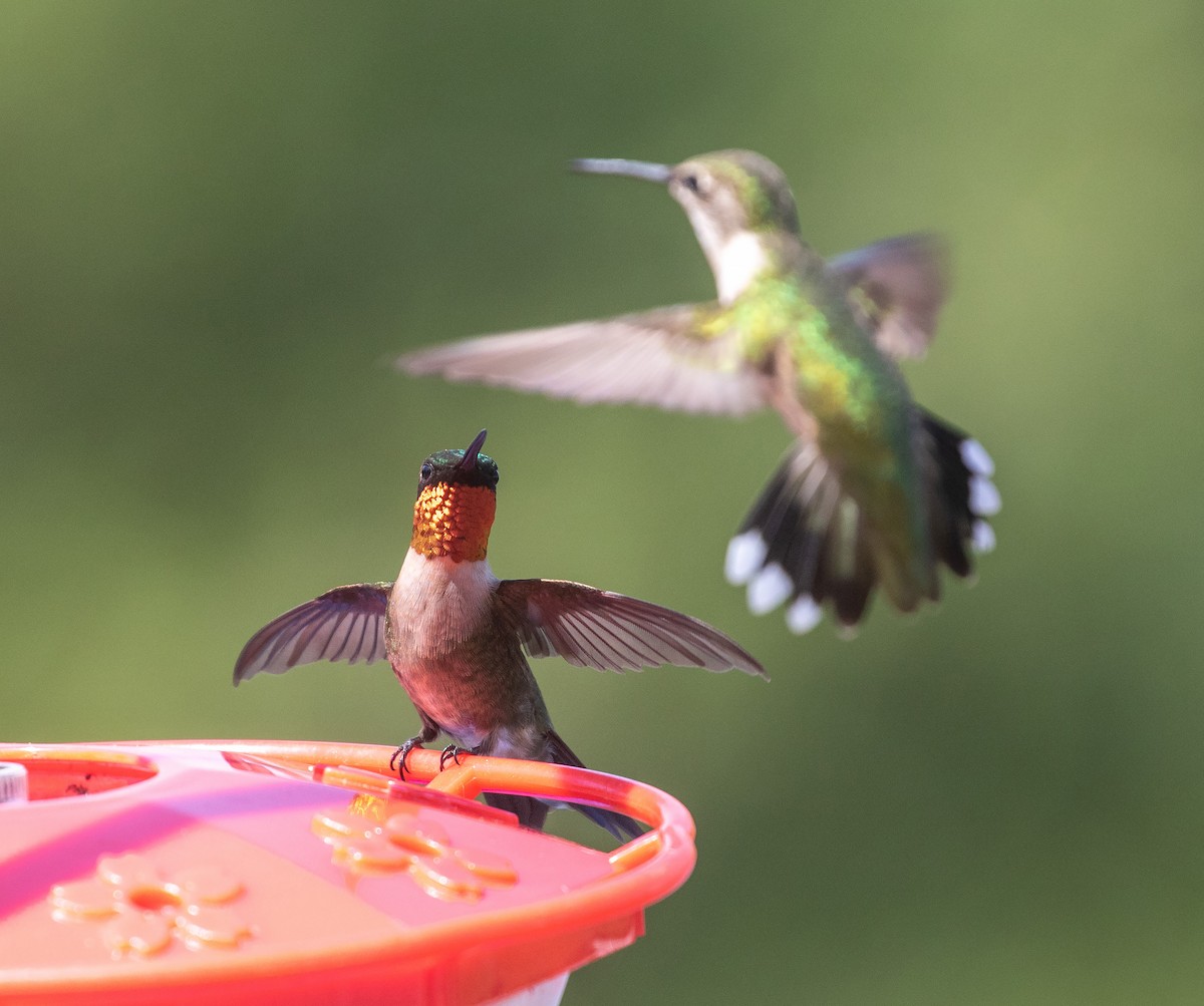 Ruby-throated Hummingbird - William Price