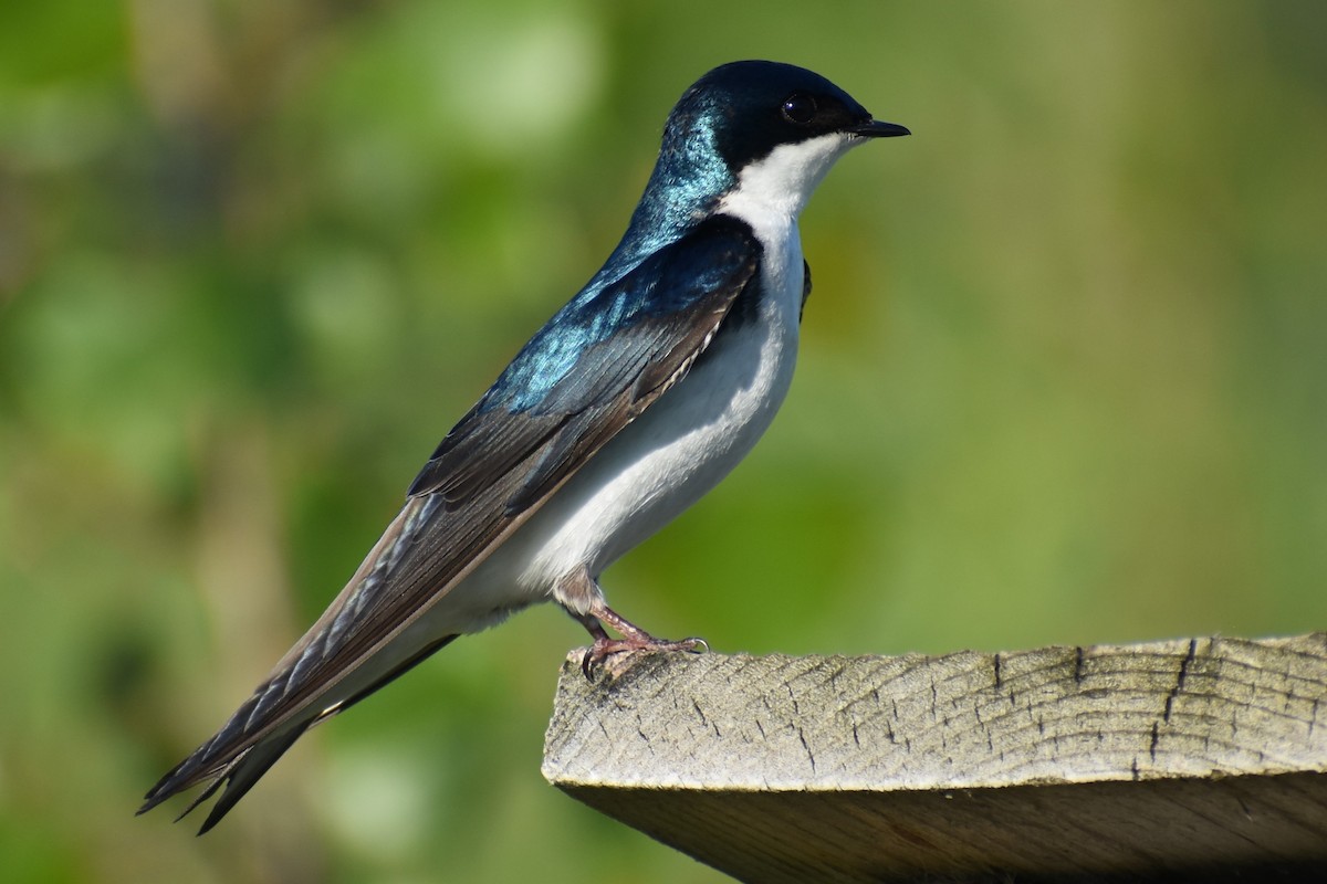 Tree Swallow - Jason Leduc