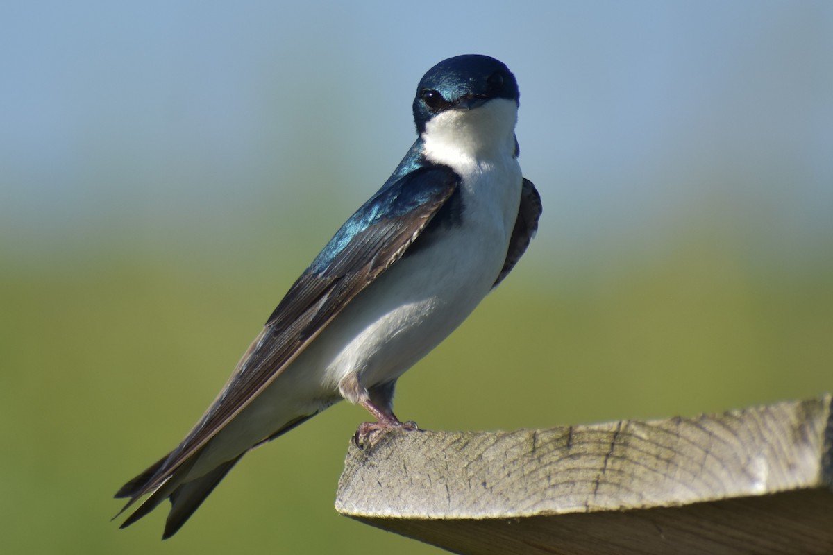 Tree Swallow - Jason Leduc