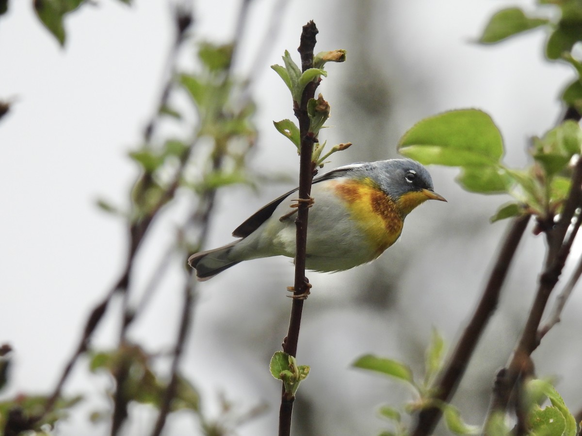 Northern Parula - Tim Flight