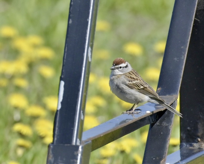 Chipping Sparrow - Heather Pickard