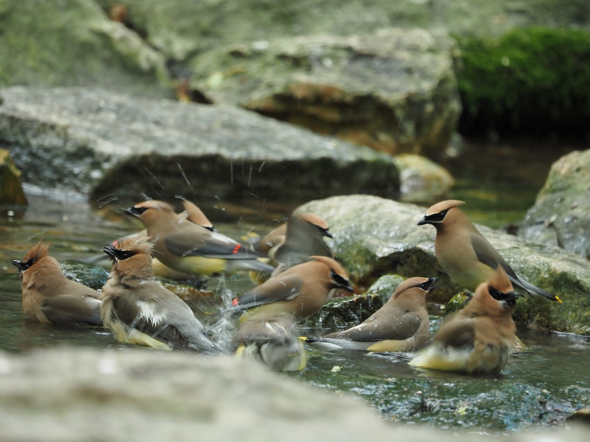 Cedar Waxwing - Roe Monrotus