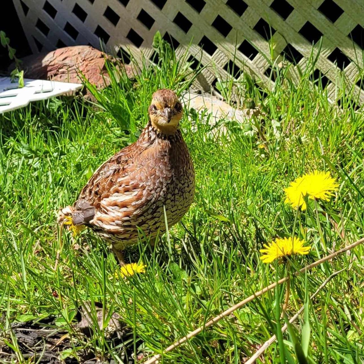 Northern Bobwhite - ML619391885