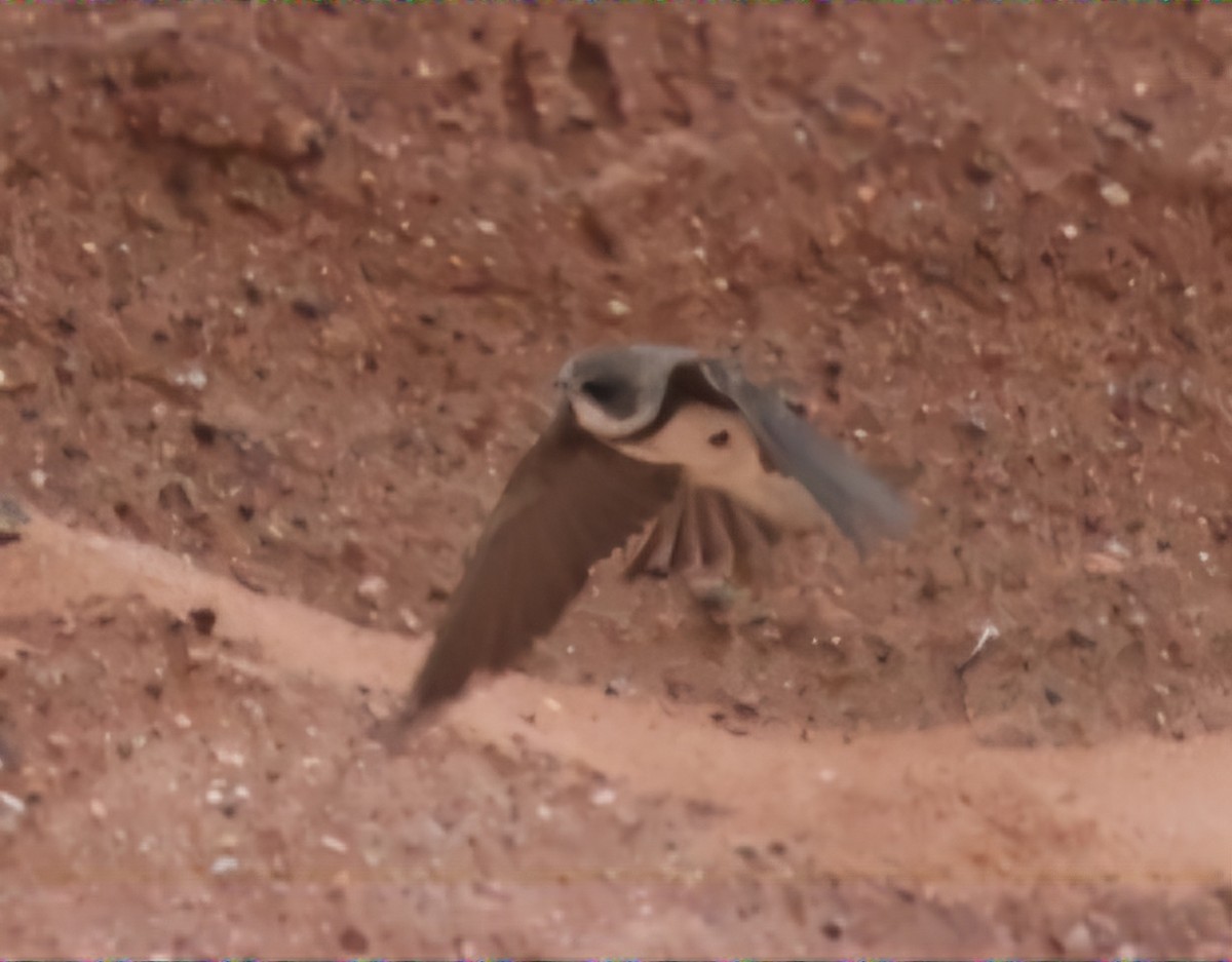 Bank Swallow - David Funke