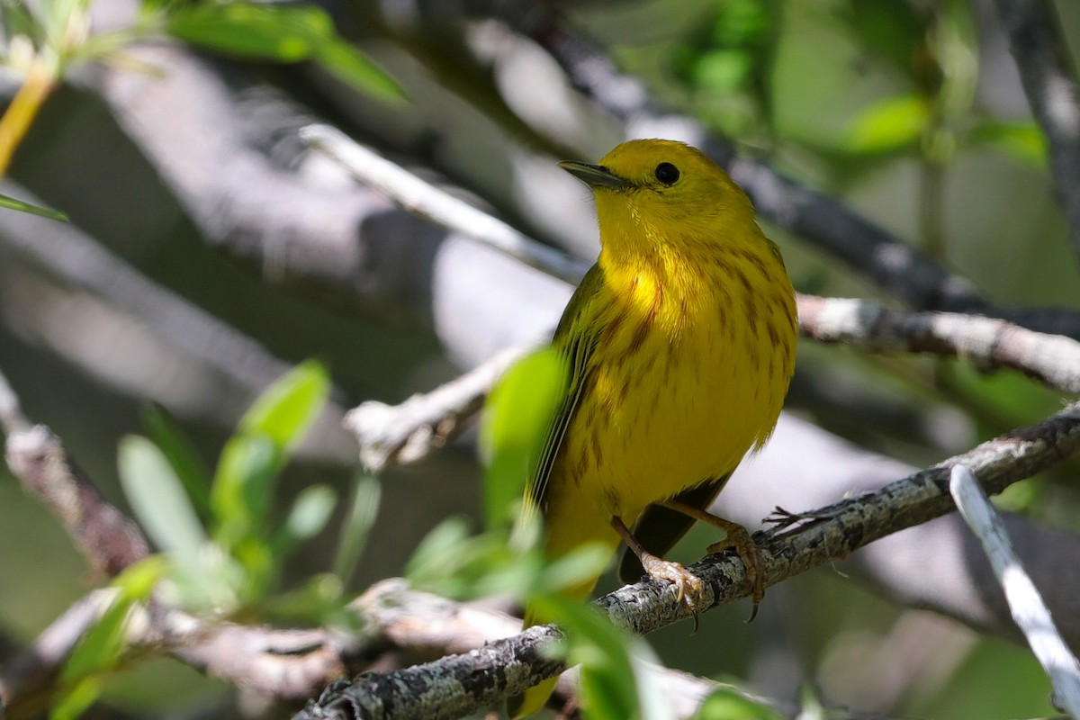 Yellow Warbler - Lynn Duncan