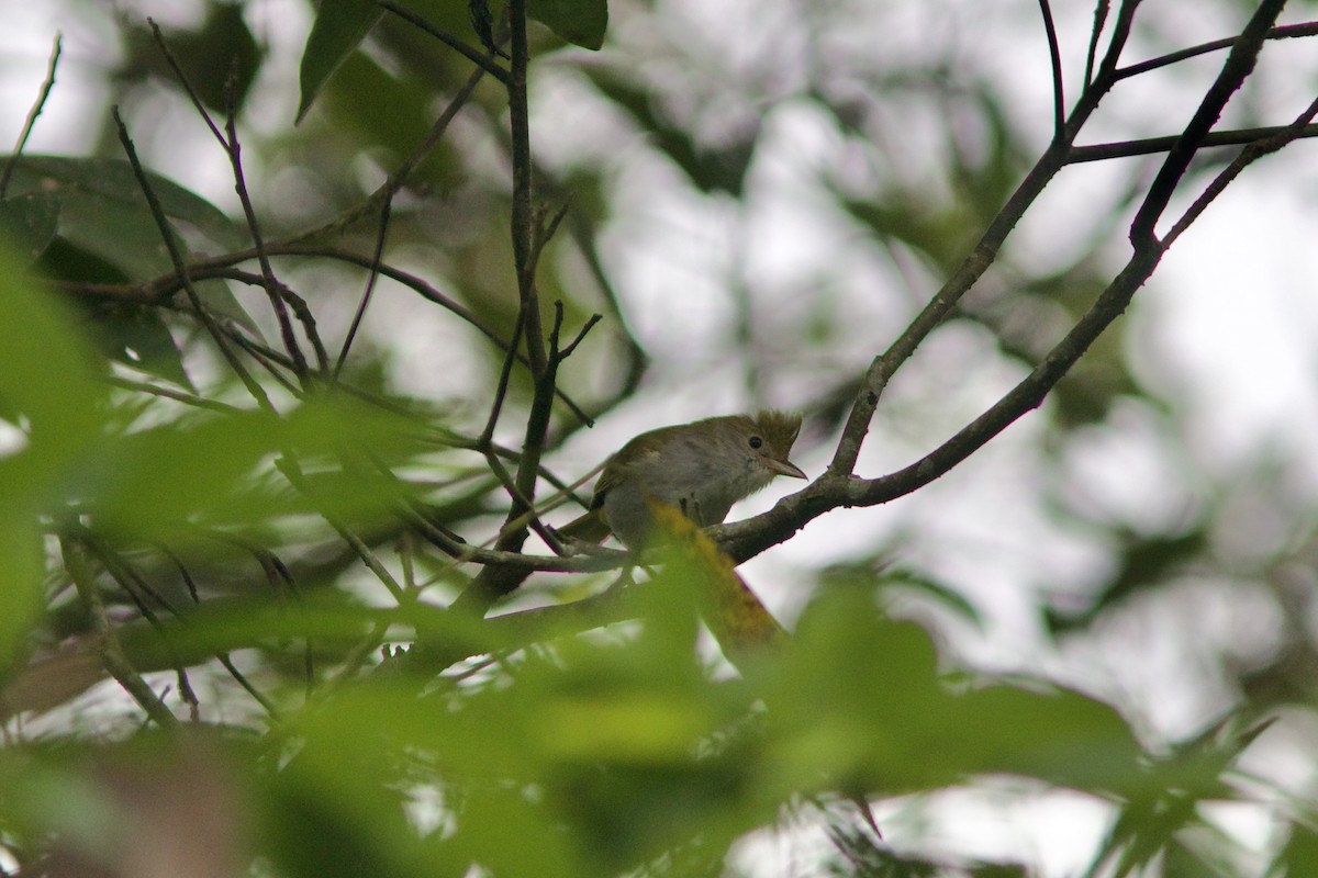 White-bellied Erpornis - ML619391920