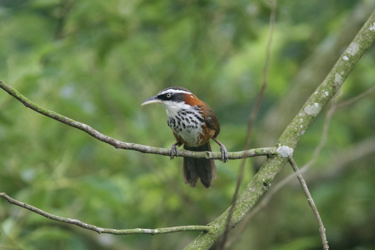 Taiwan Scimitar-Babbler - Alex Lin-Moore