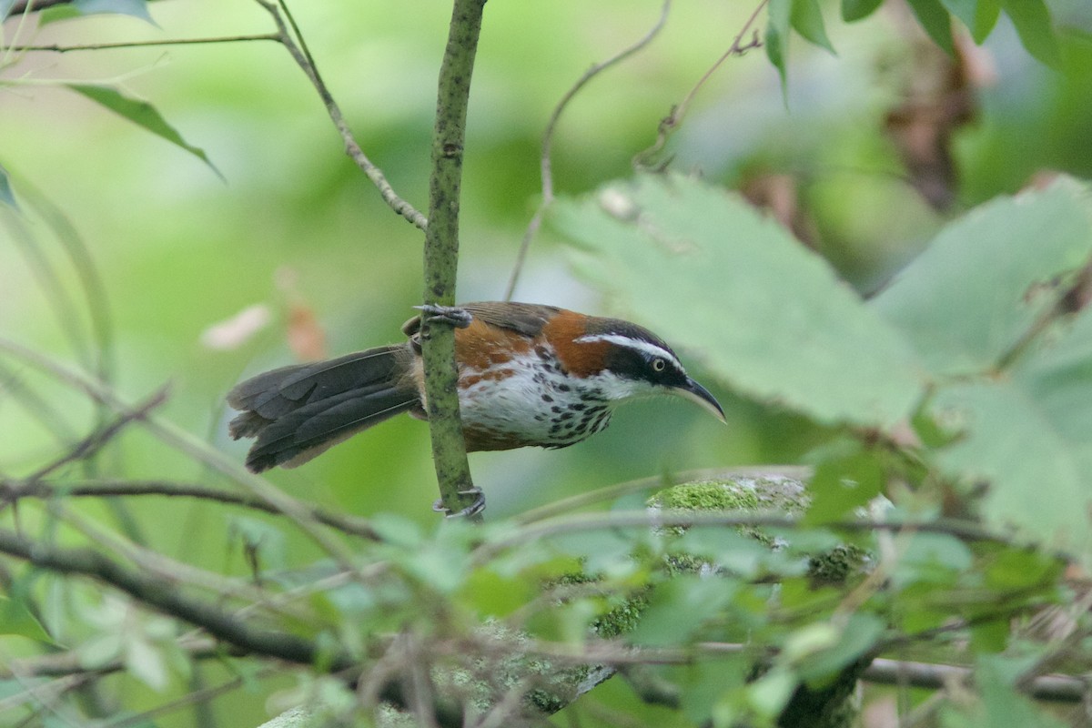 Taiwan Scimitar-Babbler - Alex Lin-Moore