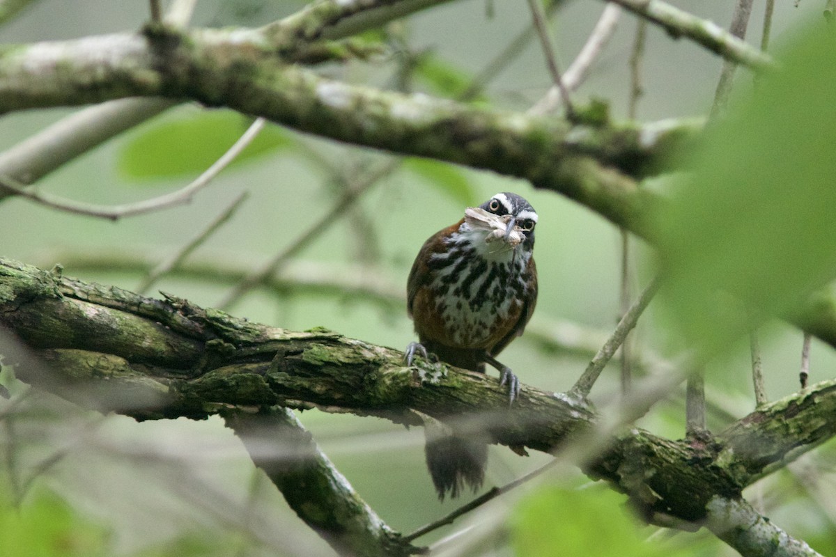 Taiwan Scimitar-Babbler - Alex Lin-Moore