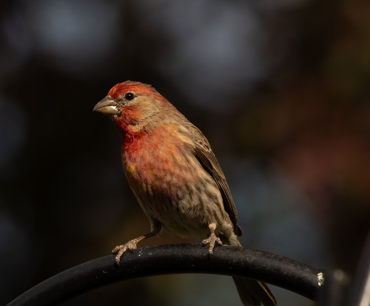 House Finch - Chuck Gates