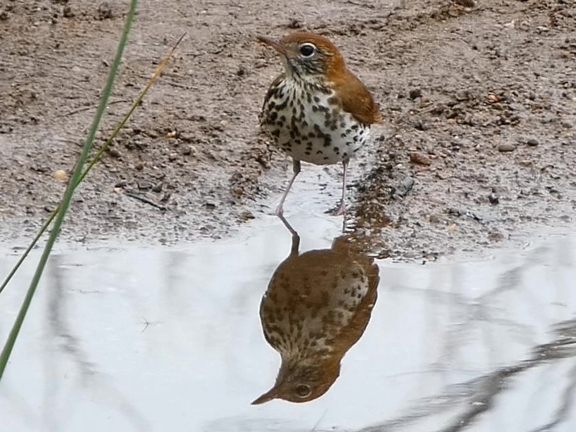 Wood Thrush - Steph Foraker