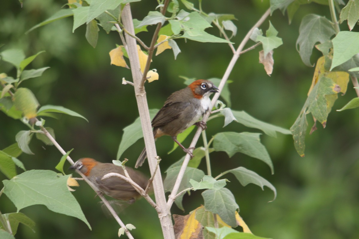 Rusty-crowned Ground-Sparrow - ML619391948