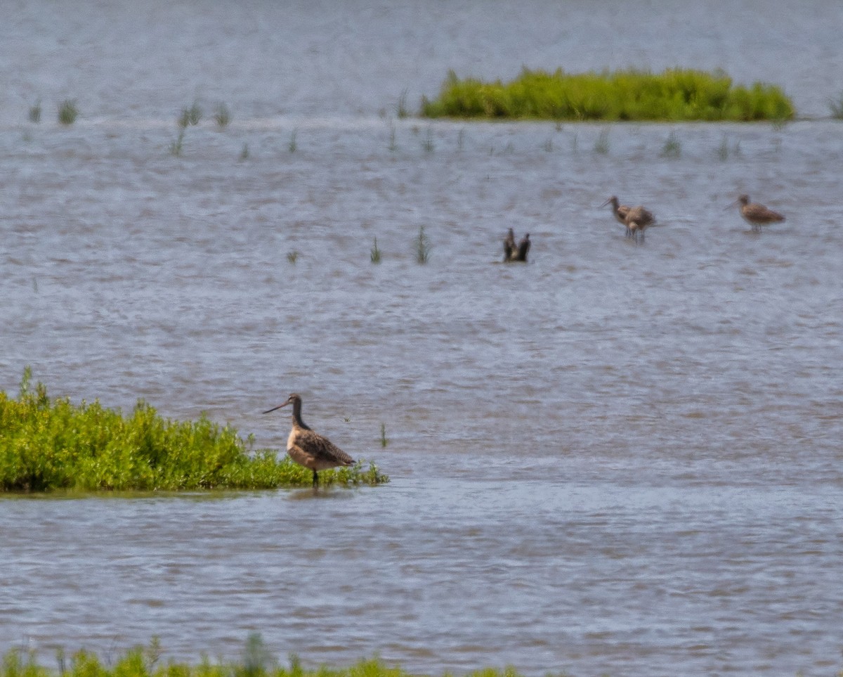 Marbled Godwit - William Price