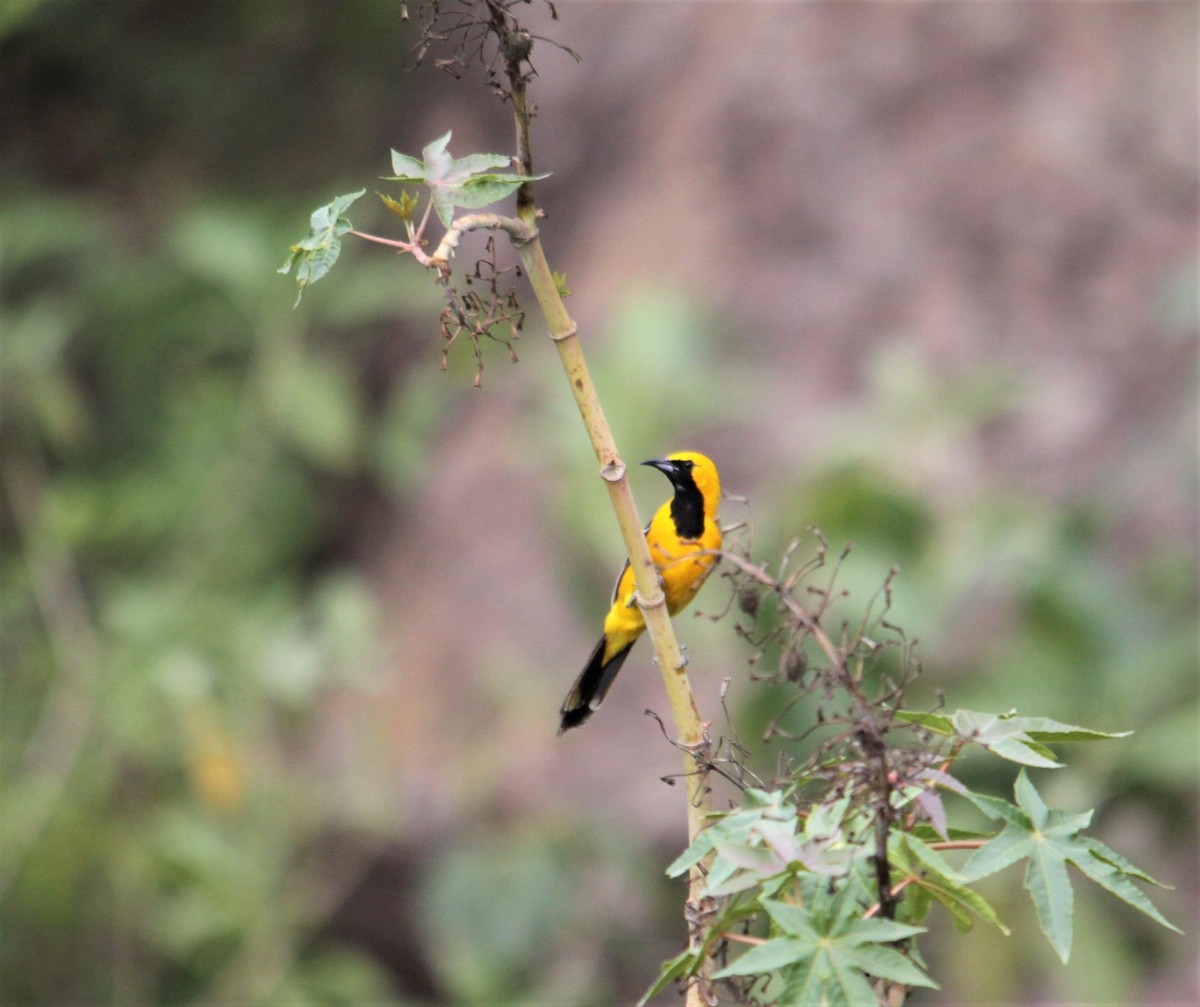 Hooded Oriole - ML619391956