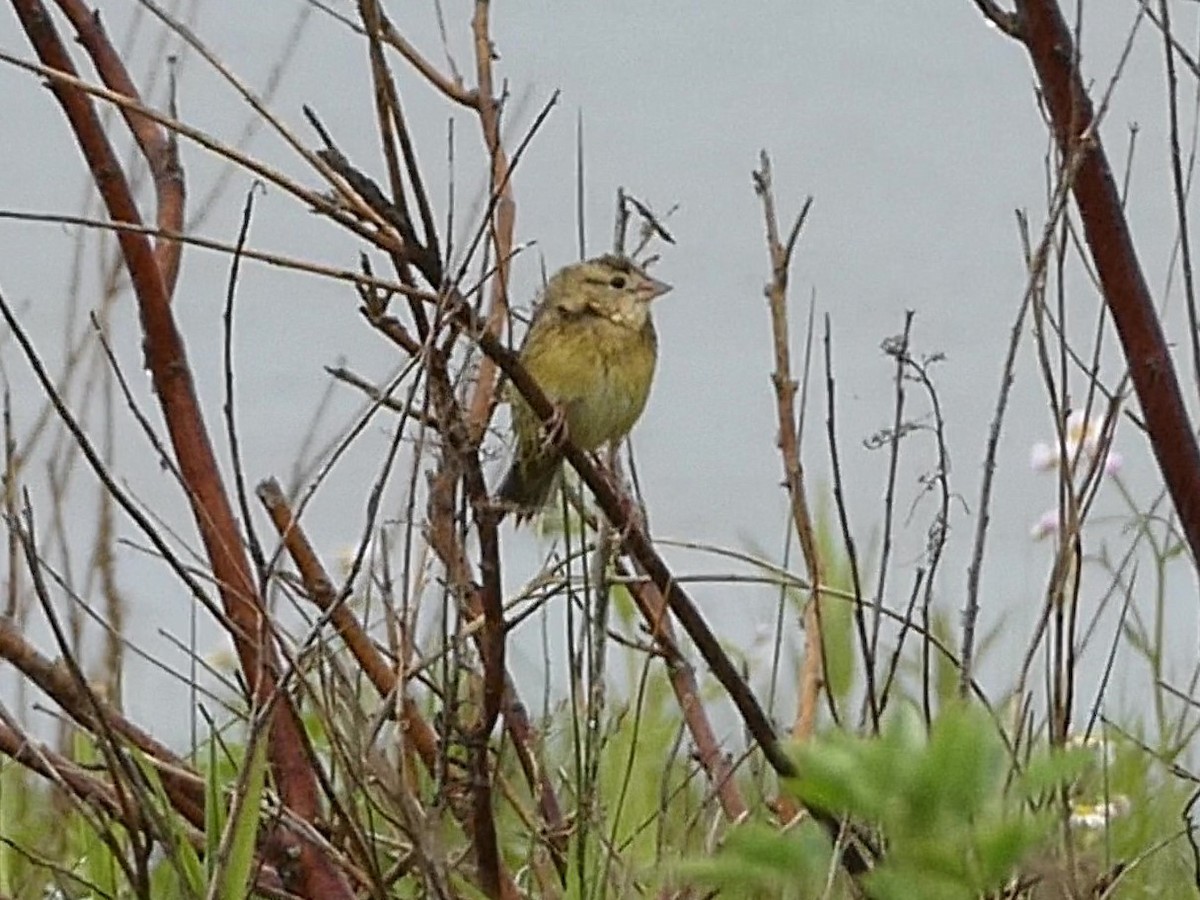 Bobolink - Steph Foraker