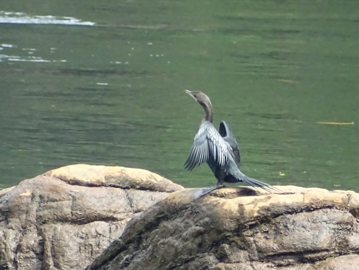 Little Cormorant - Sri Srikumar