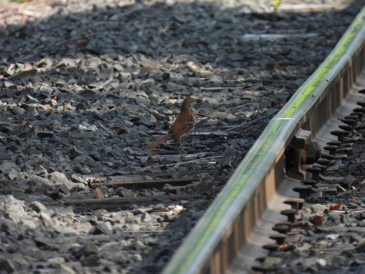 Brown Thrasher - Pete Sibner