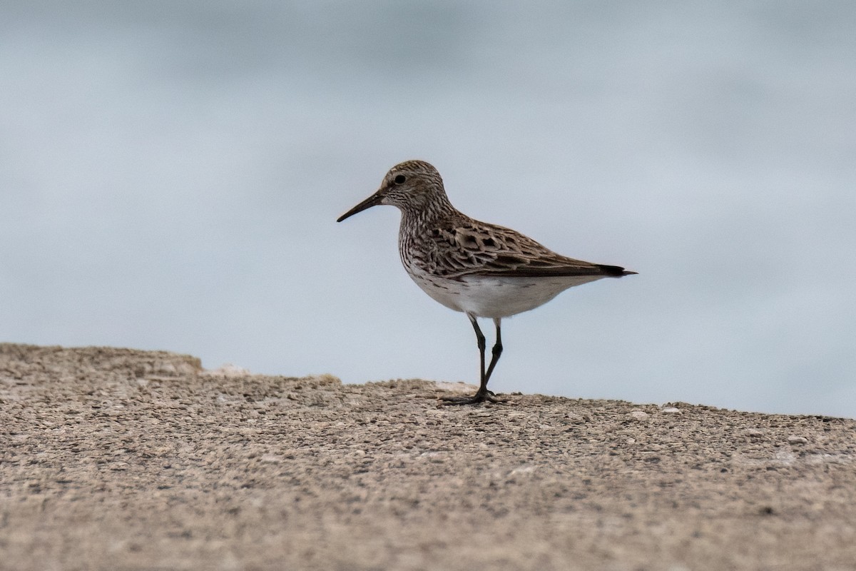 White-rumped Sandpiper - ML619391968