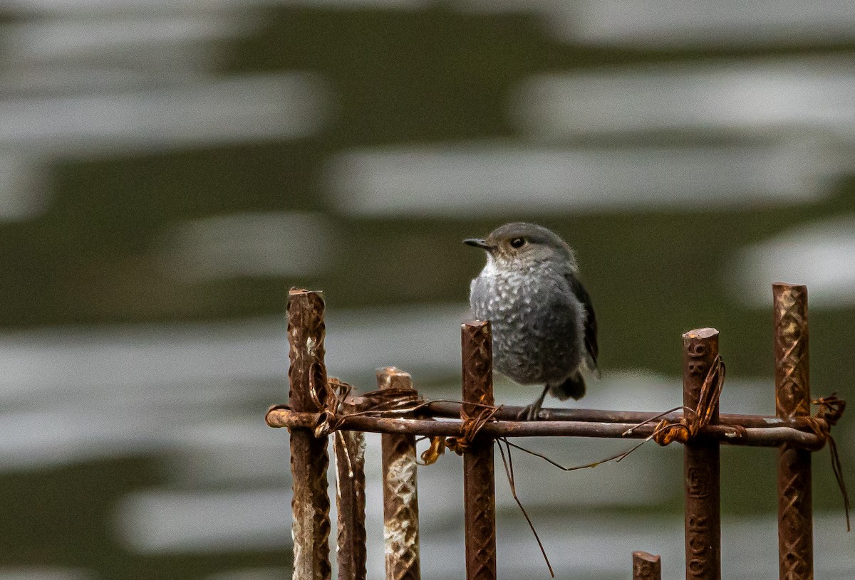 Plumbeous Redstart - Kanno Tage