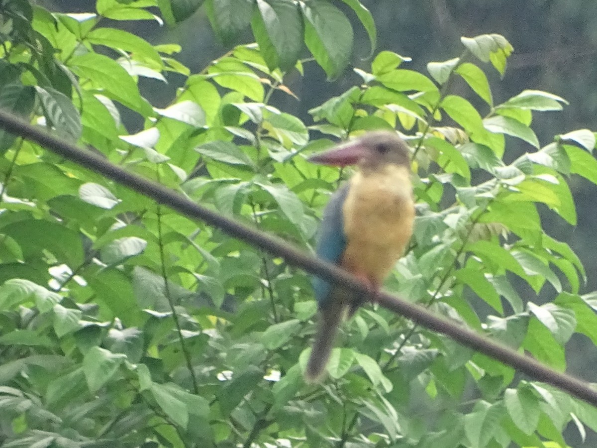 Stork-billed Kingfisher - Sri Srikumar