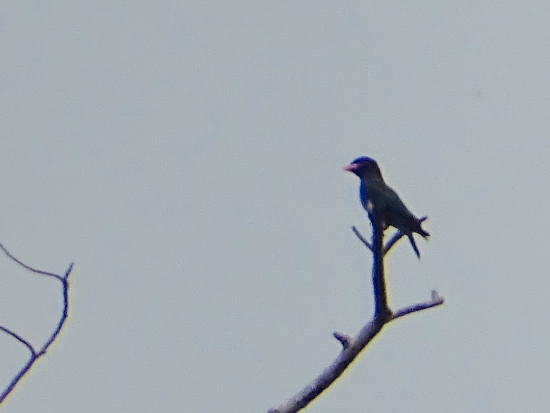 Dollarbird - Sri Srikumar