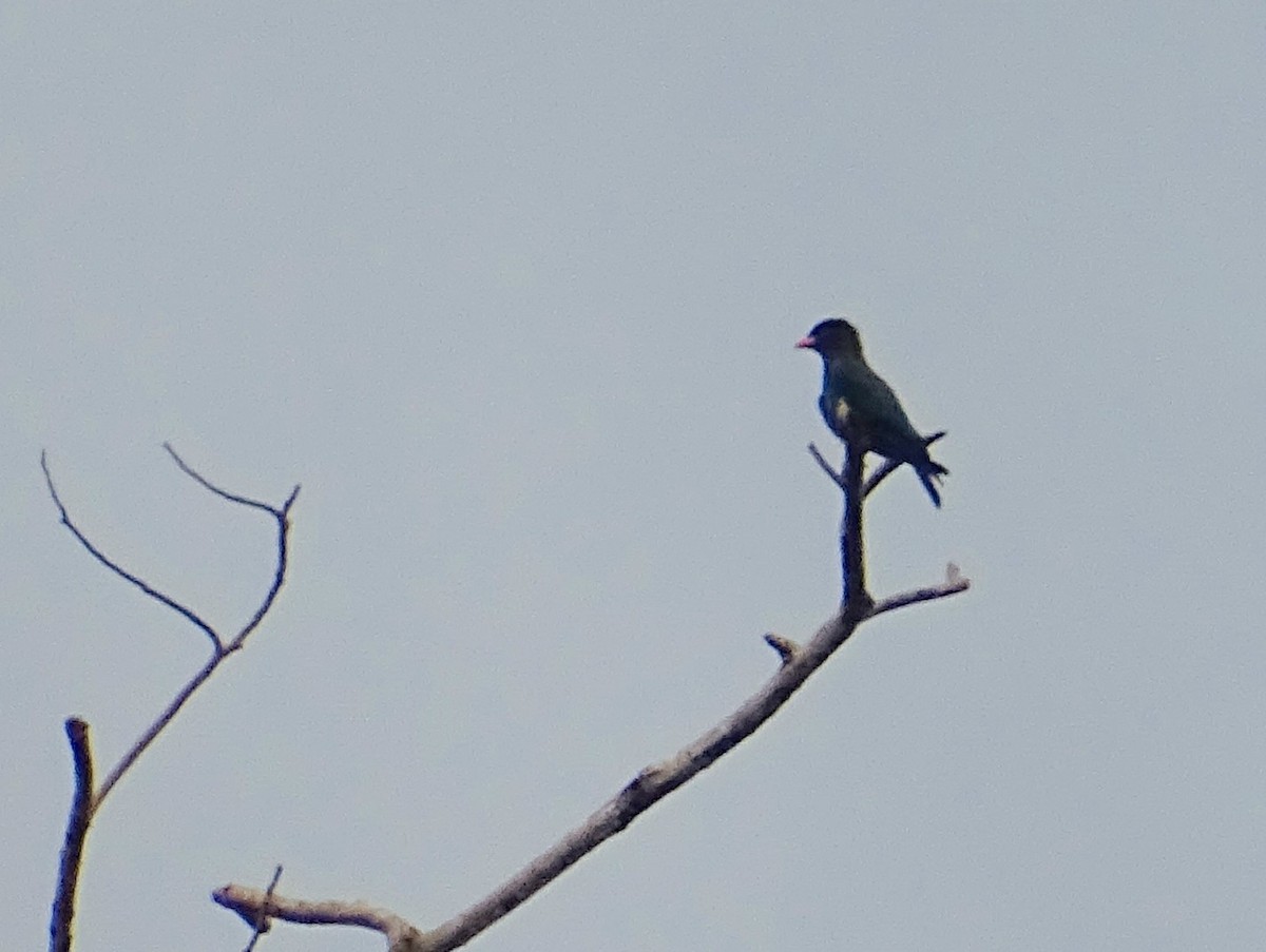 Dollarbird - Sri Srikumar